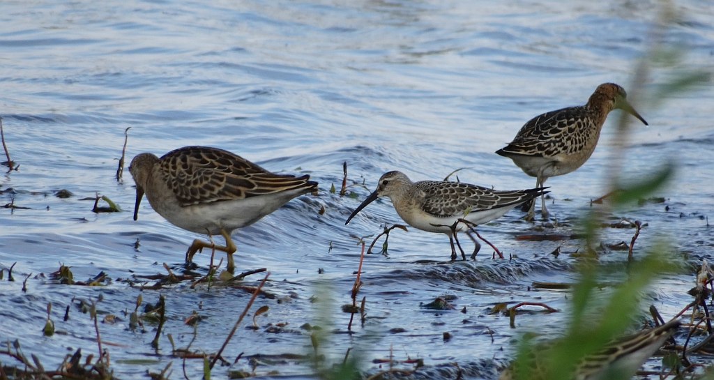 Batalion, bojownik batalion, bojownik zmienny, biegus bojownik, bojownik odmienny (Philomachus pugnax) i biegus krzywodzioby (Calidris ferruginea)