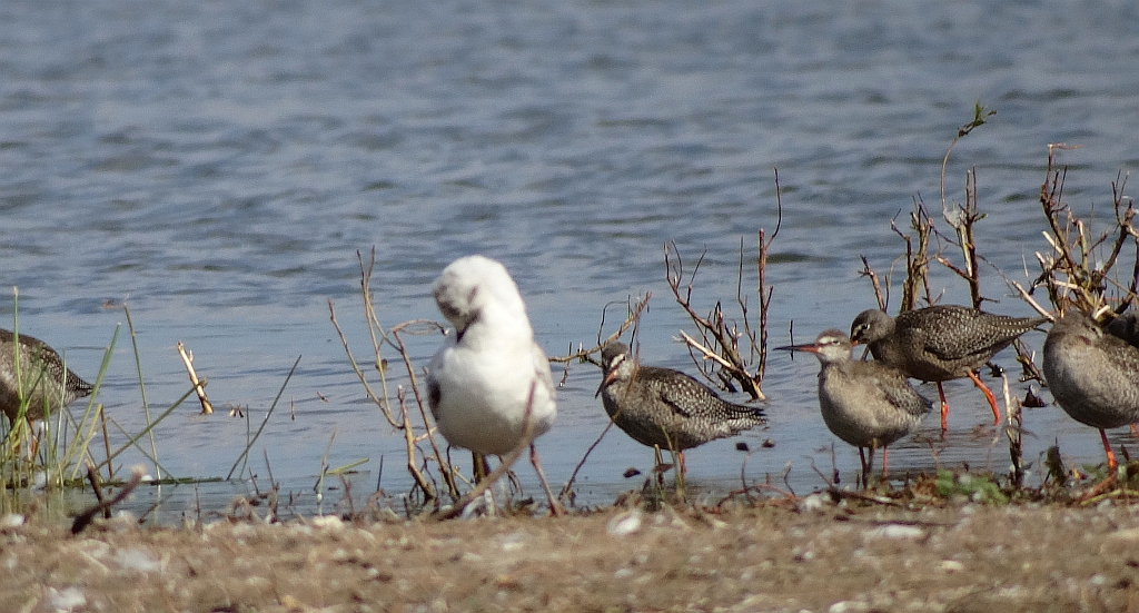 Mewa śmieszka, śmieszka (Chroicocephalus ridibundus) i brodziec śniady (Tringa erythropus)