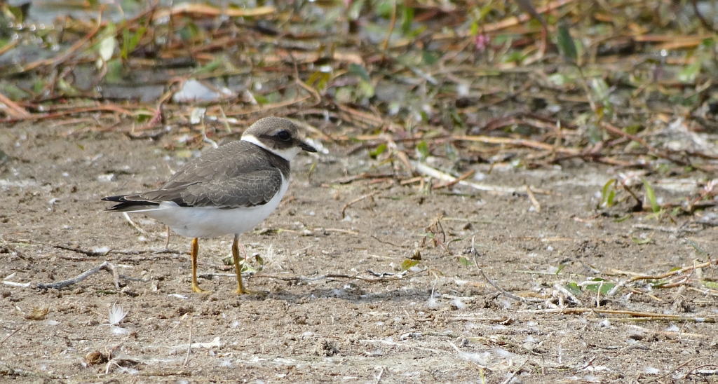Sieweczka obrożna (Charadrius hiaticula)