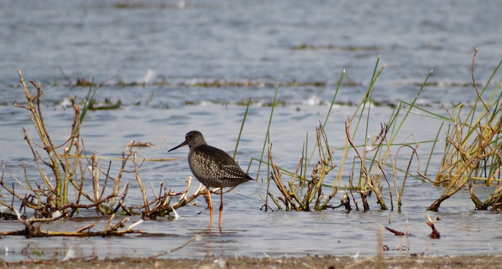 Brodziec śniady (Tringa erythropus)
