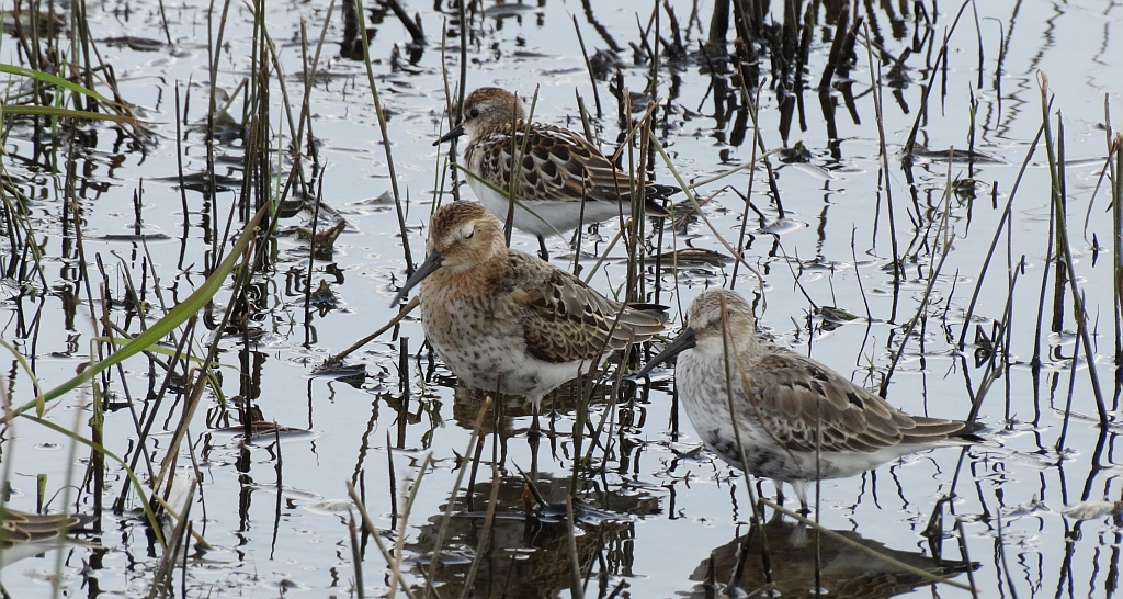 Biegus zmienny (Calidris alpina) i biegus malutki (Calidris minuta)