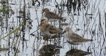 Biegus zmienny (Calidris alpina) i biegus malutki (Calidris minuta)