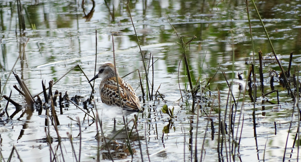 Biegus malutki (Calidris minuta)