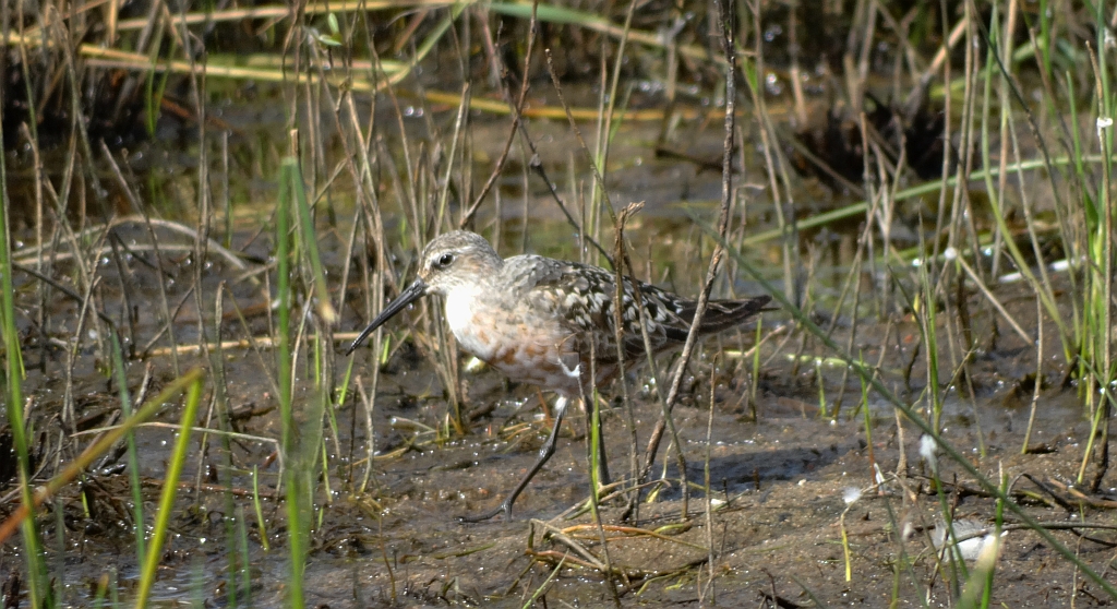 Biegus krzywodzioby (Calidris ferruginea)
