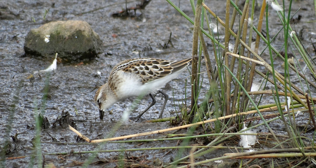 Biegus malutki (Calidris minuta)