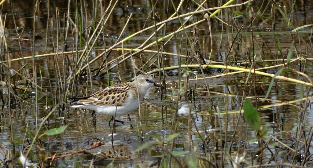 Biegus malutki (Calidris minuta)