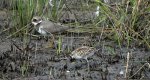 Biegus malutki (Calidris minuta) i sieweczka rzeczna (Charadrius dubius)