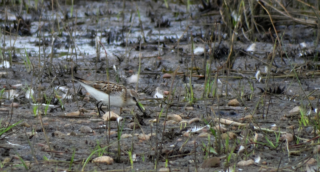 Biegus malutki (Calidris minuta)