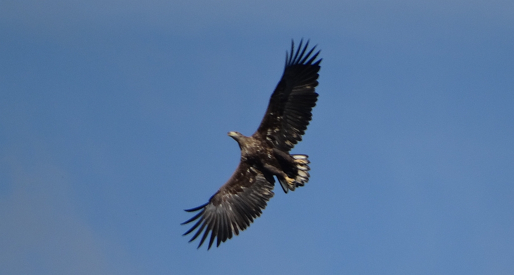 Bielik zwyczajny, bielik (Haliaeetus albicilla)