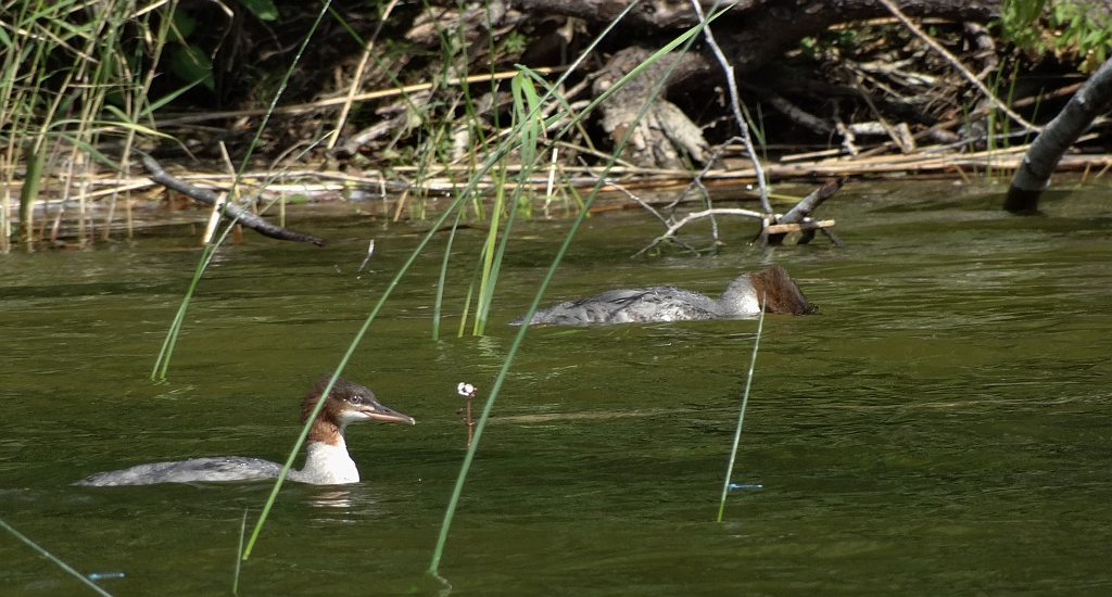Tracz nurogęś (Mergus merganser)