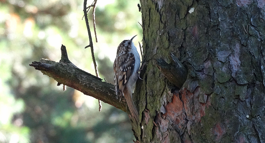 Pełzacz leśny (Certhia familiaris)