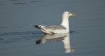 Mewa srebrzysta (Larus argentatus)