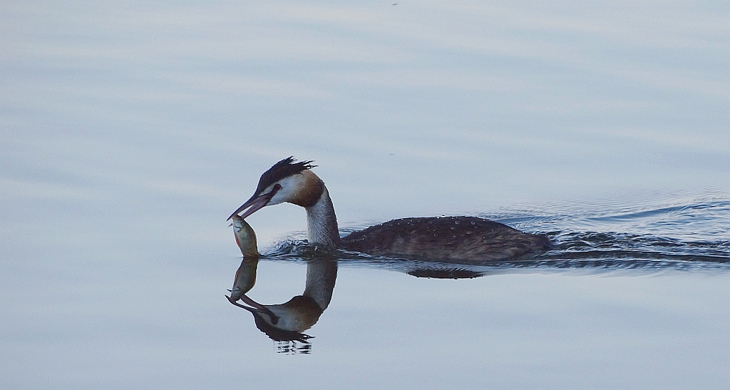 Perkoz dwuczuby (Podiceps cristatus)