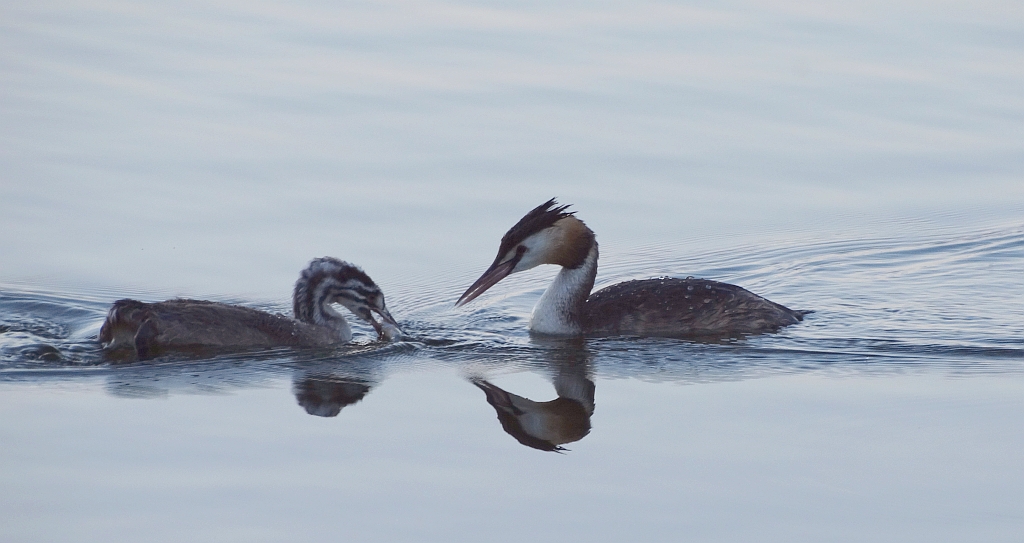 Perkoz dwuczuby (Podiceps cristatus)