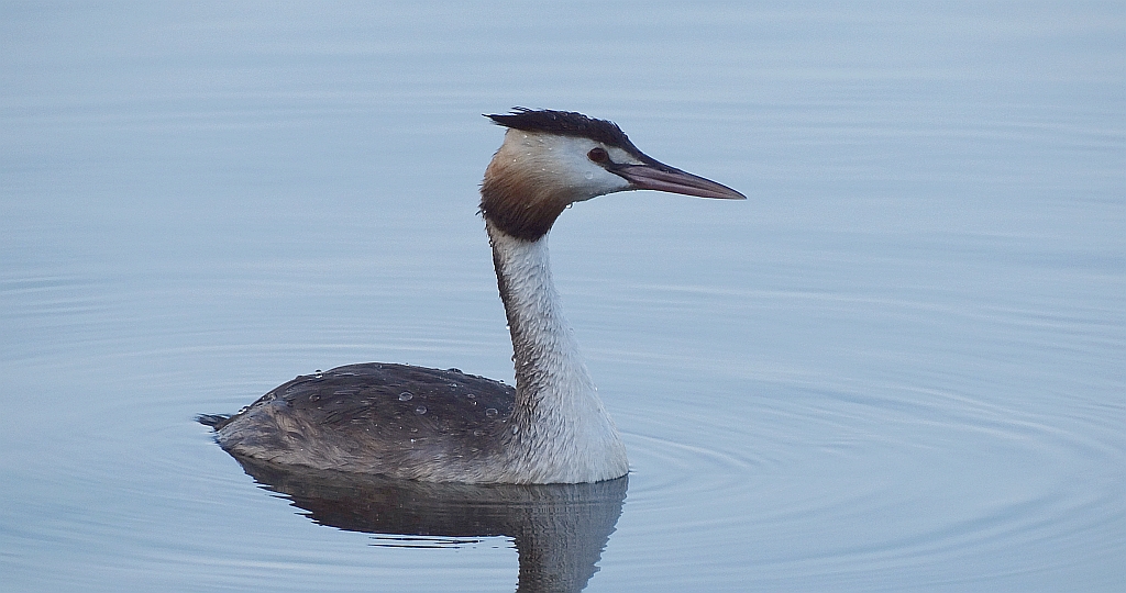 Perkoz dwuczuby (Podiceps cristatus)