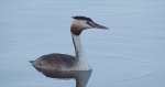 Perkoz dwuczuby (Podiceps cristatus)