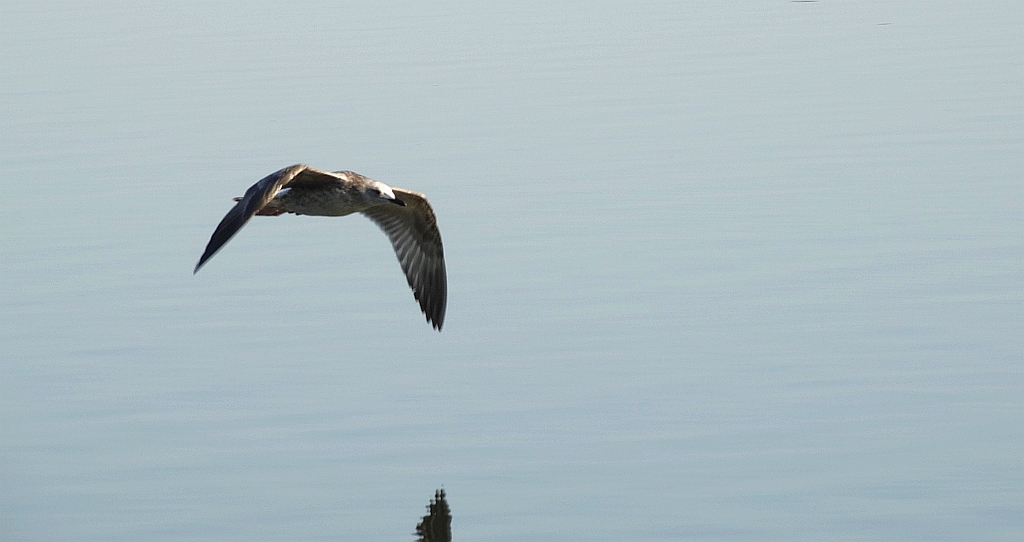 Mewa srebrzysta (Larus argentatus)