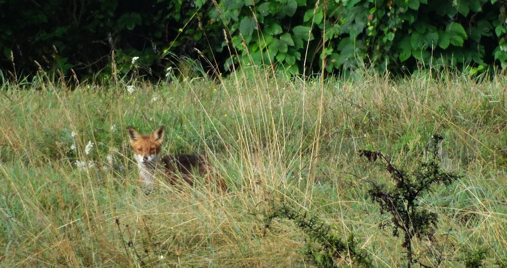 Lis, lis rudy, lis pospolity (Vulpes vulpes)