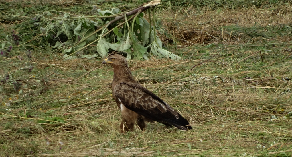Orlik krzykliwy (Clanga pomarina)