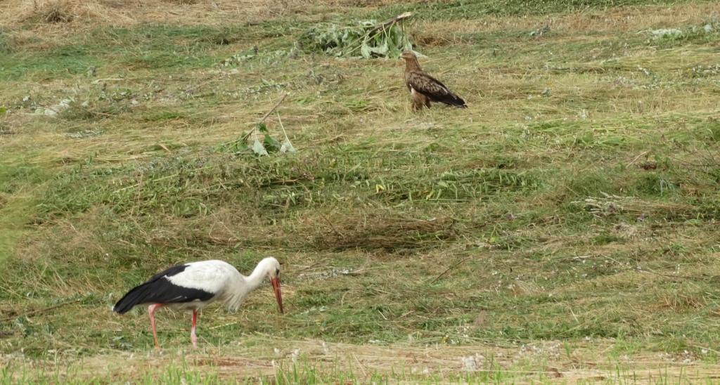 Orlik krzykliwy (Clanga pomarina) i bocian biały (Ciconia ciconia)