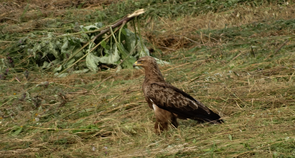 Orlik krzykliwy (Clanga pomarina)