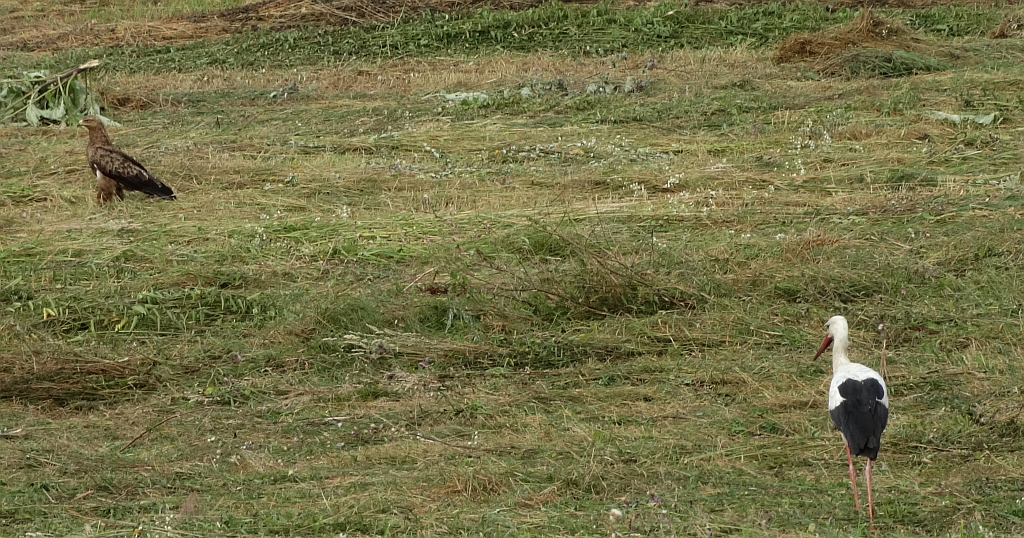 Orlik krzykliwy (Clanga pomarina) i bocian biały (Ciconia ciconia)