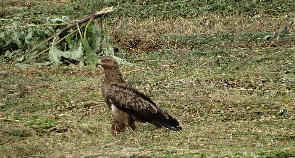 Orlik krzykliwy (Clanga pomarina)