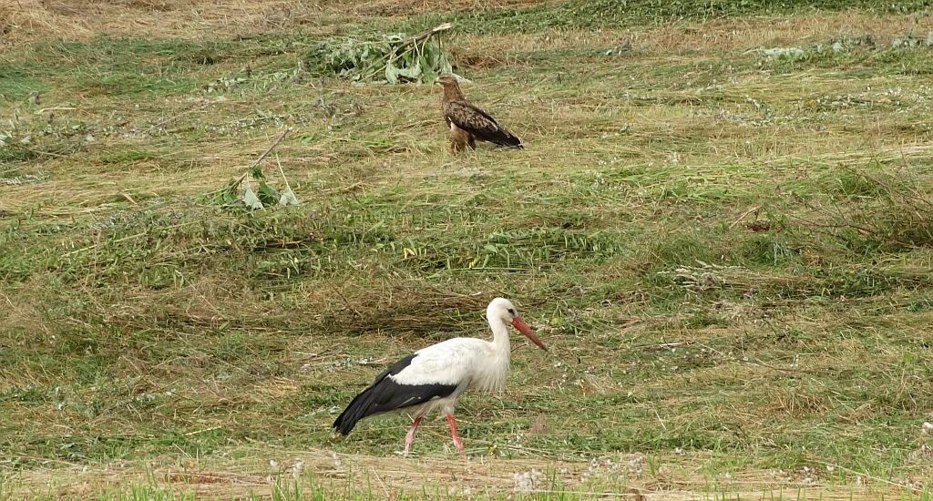 Orlik krzykliwy (Clanga pomarina) i bocian biały (Ciconia ciconia)
