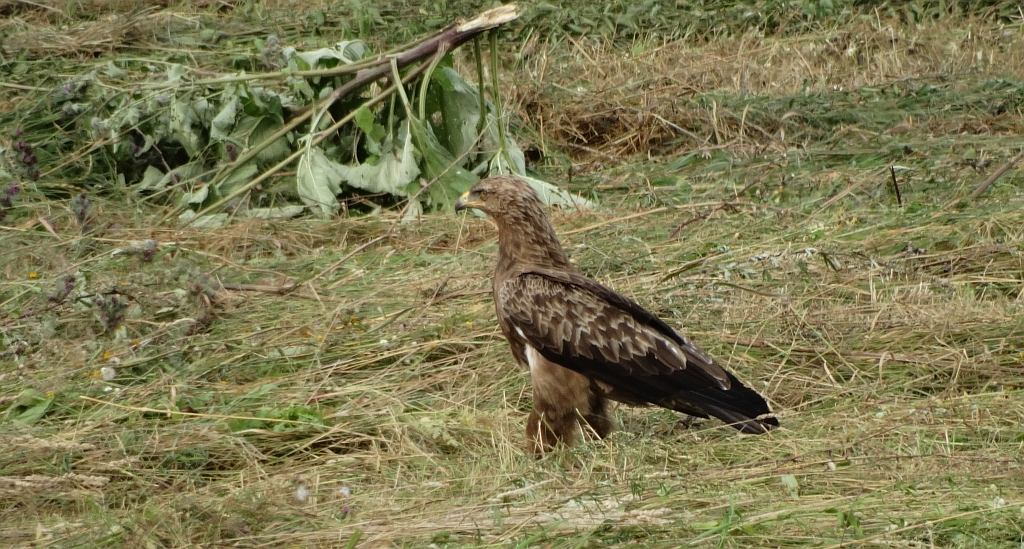 Orlik krzykliwy (Clanga pomarina)