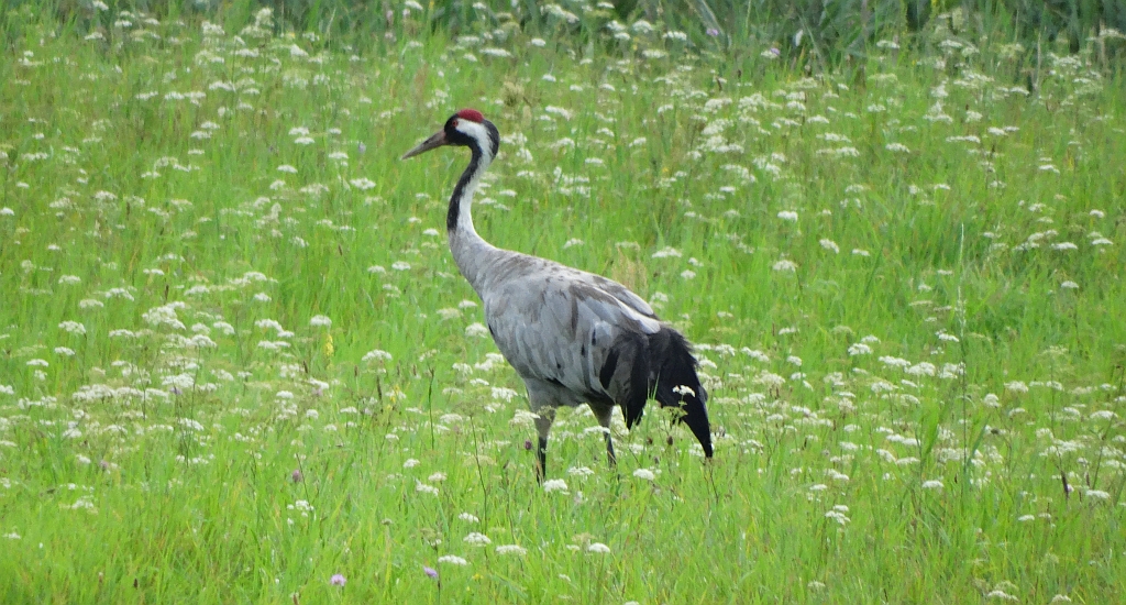 Żuraw, żuraw popielaty, żuraw szary (Grus grus)