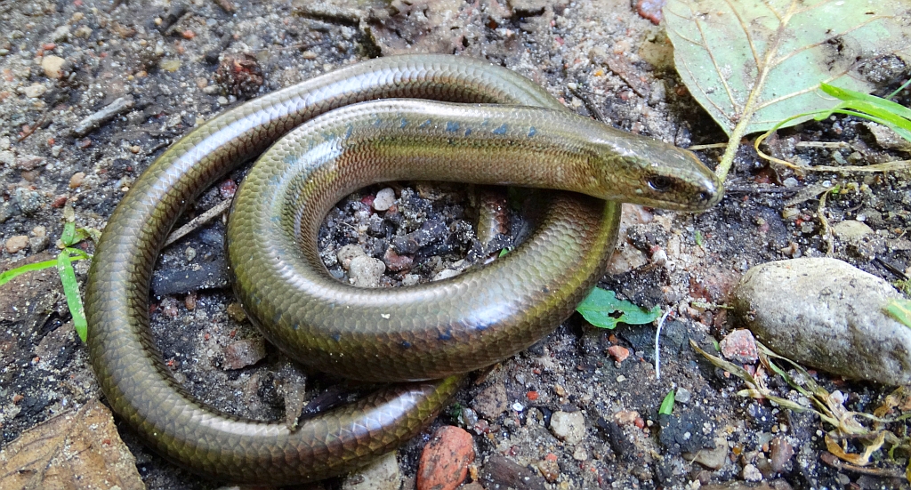 Padalec zwyczajny (Anguis fragilis)