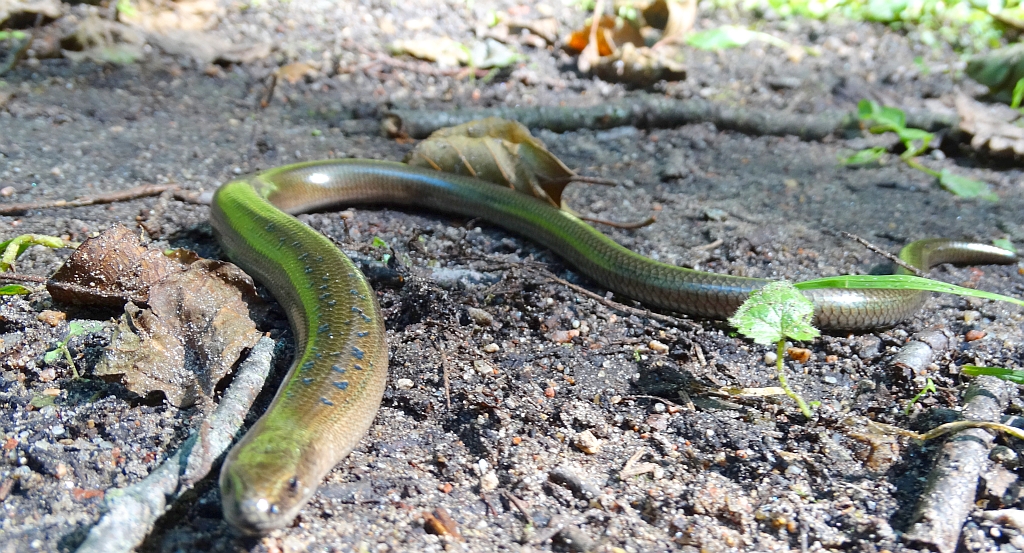 Padalec zwyczajny (Anguis fragilis)