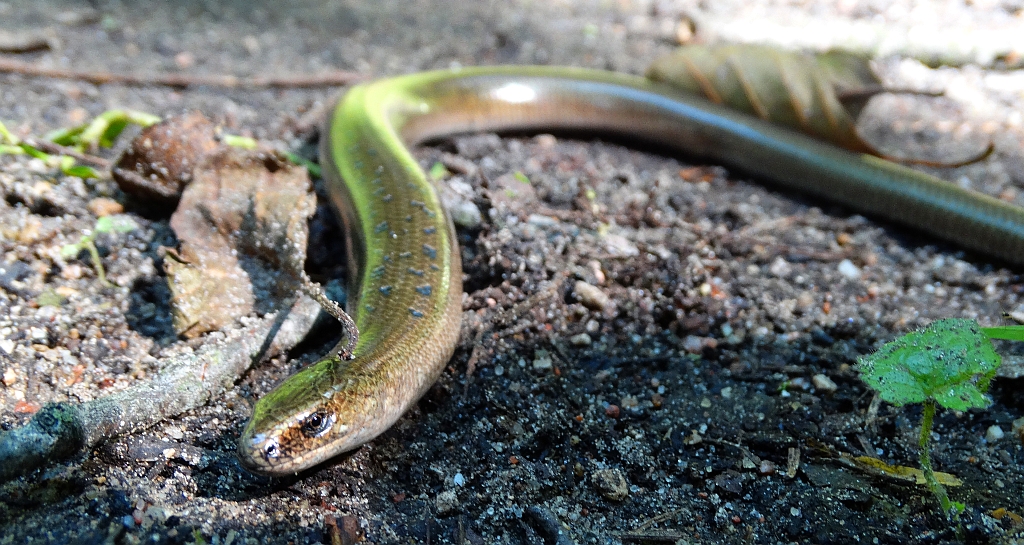 Padalec zwyczajny (Anguis fragilis)