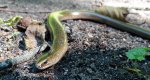 Padalec zwyczajny (Anguis fragilis)