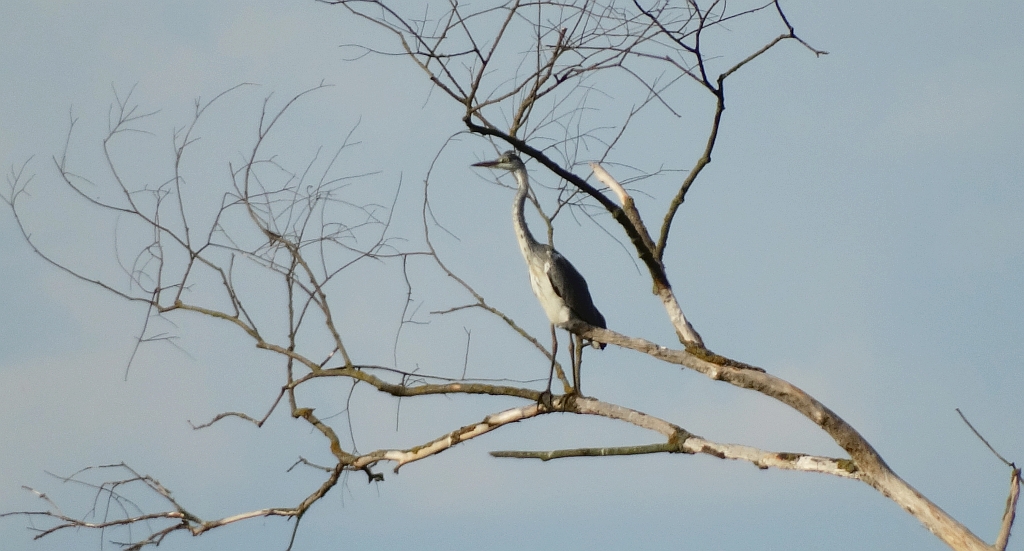 Czapla siwa (Ardea cinerea)