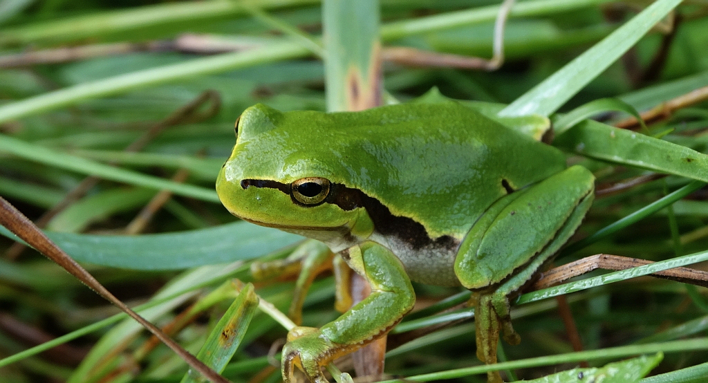 Rzekotka drzewna (Hyla arborea)