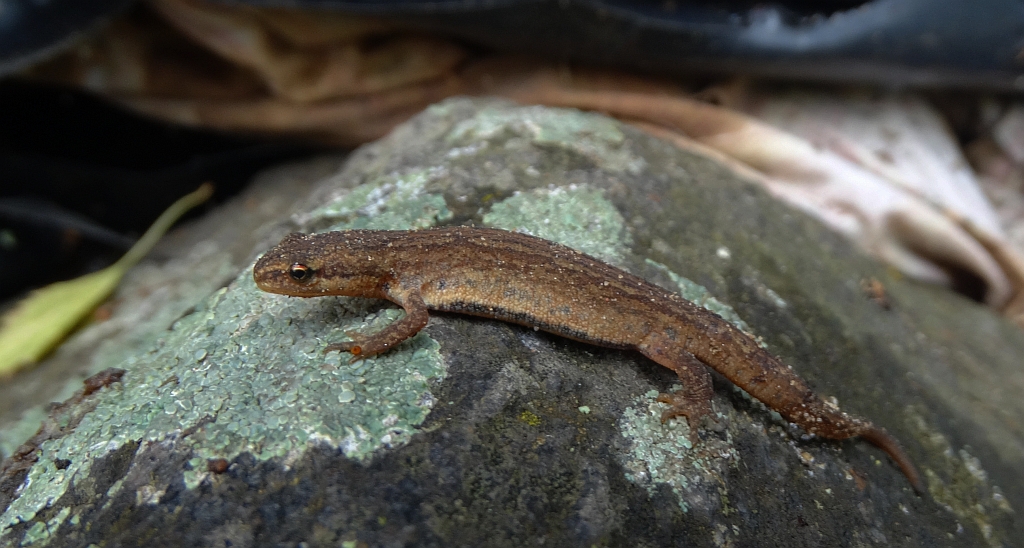 Traszka zwyczajna (Lissotriton vulgaris)