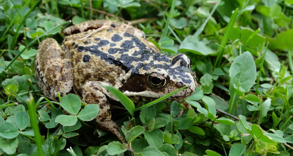 Żaba trawna (Rana temporaria)