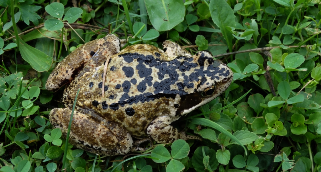 Żaba trawna (Rana temporaria)