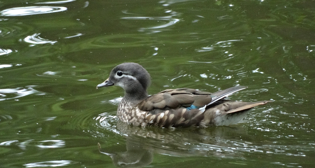 Mandarynka (Aix galericulata)