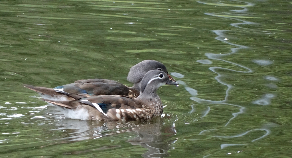 Mandarynka (Aix galericulata) i karolinka, kaczka karolinka (Aix sponsa)