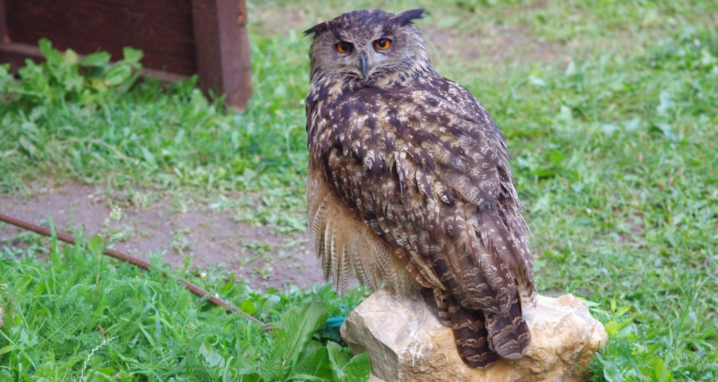 Puchacz zwyczajny, puchacz (Bubo bubo)