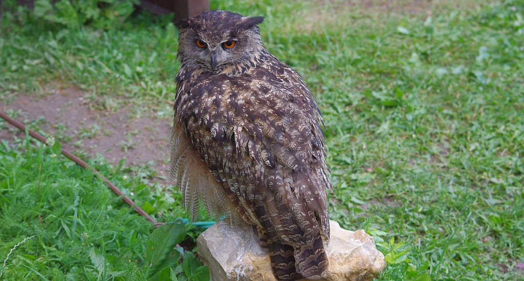 Puchacz zwyczajny, puchacz (Bubo bubo)