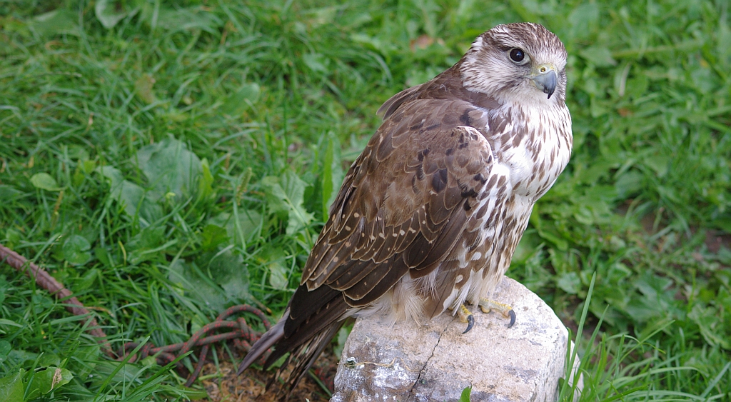 Raróg zwyczajny, raróg (Falco cherrug)