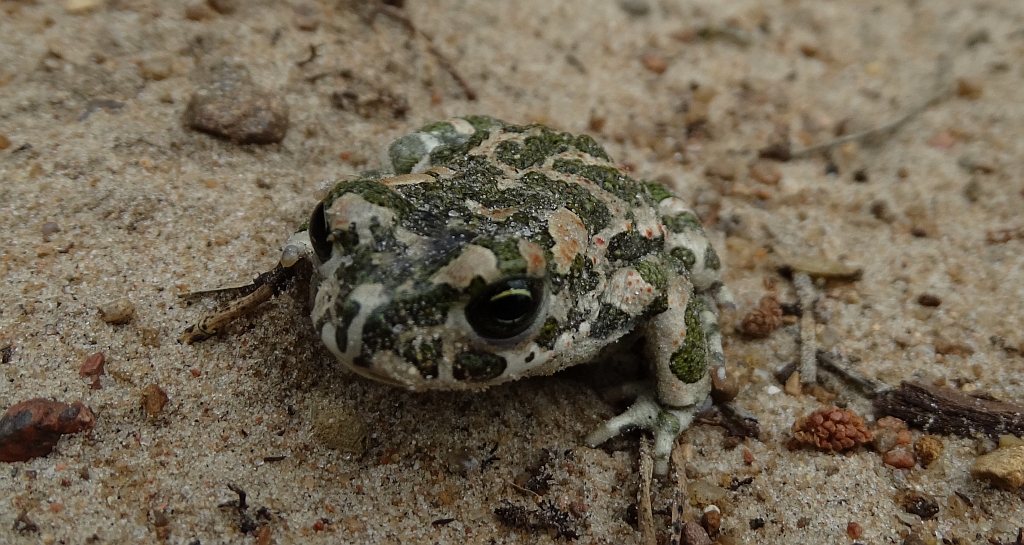 Ropucha zielona (Bufotes viridis)
