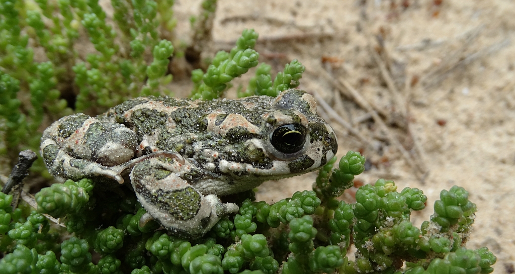 Ropucha zielona (Bufotes viridis)