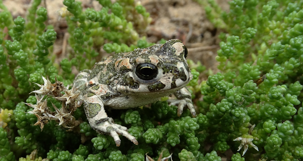 Ropucha zielona (Bufotes viridis)
