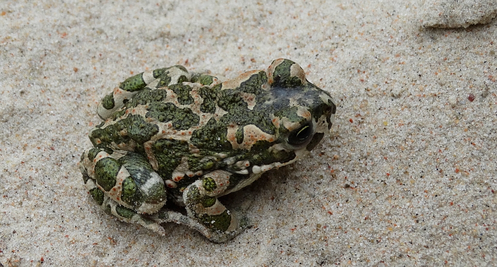 Ropucha zielona (Bufotes viridis)