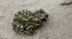 Ropucha zielona (Bufotes viridis)