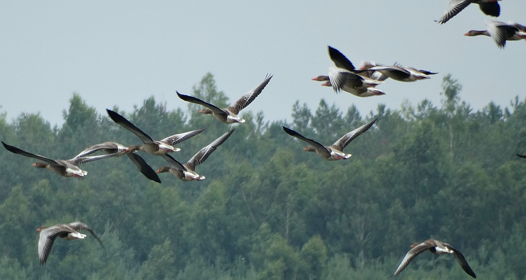 Gęś gęgawa, gęgawa (Anser anser)